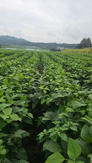 5도2촌님의 콩 · 영농일지 작성글 사진