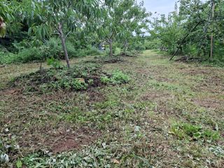 철남 김희곤님의 복숭아 · 영농일지 작성글 사진