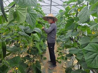 기본에 충실님의 오이 · 영농일지 작성글 사진