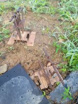 팜모닝 블루베리·영농일지 게시글 이미지