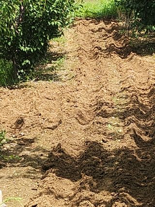 두릅나무님의 기타작물 · 영농일지 작성글 사진