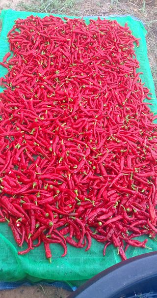 내장상동초보농부님의 고추 · 영농일지 작성글 사진