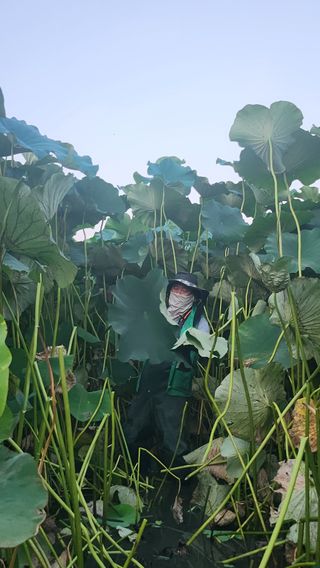 심지님의 기타작물 · 영농일지 작성글 사진