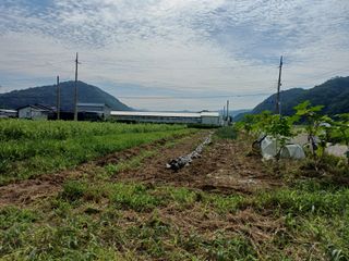 전원수님의 참깨 · 영농일지 작성글 사진