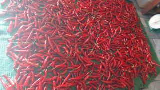 임곡농장김향중님의 기타작물 · 영농일지 작성글 사진