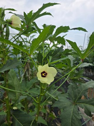 종덕님의 참깨 · 영농일지 작성글 사진