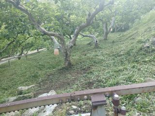 단감당감님의 감 · 영농일지 작성글 사진