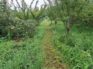 철남 김희곤님의 복숭아 · 영농일지 작성글 사진