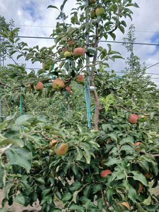 조수현님의 기타작물 · 영농일지 작성글 사진
