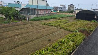 김영한님의 기타작물 · 영농일지 작성글 사진