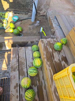 박정원님의 기타작물 · 영농일지 작성글 사진