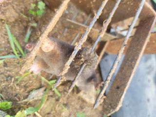 박치문님의 블루베리 · 영농일지 작성글 사진