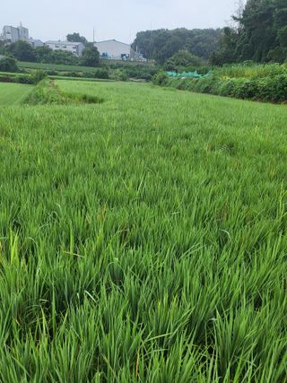 최병우님의 기타작물 · 영농일지 작성글 사진