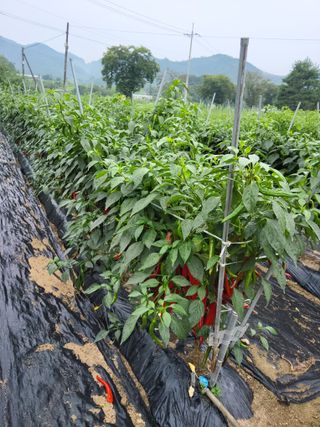 김성열님의 고추 · 영농일지 작성글 사진