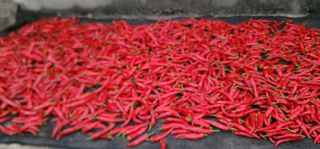 이성우님의 고추 · 영농일지 작성글 사진