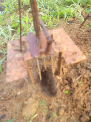 박치문님의 블루베리 · 영농일지 작성글 사진