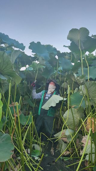 심지님의 기타작물 · 영농일지 작성글 사진