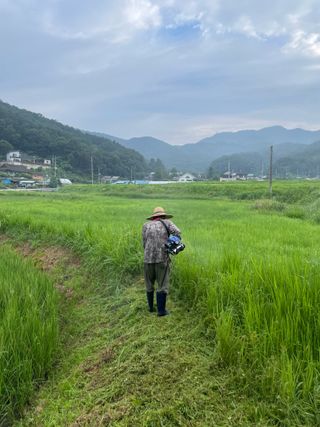 별@노래농장(정씨)님의 벼 · 영농일지 작성글 사진