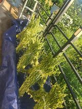 팜모닝 기타작물·영농일지 게시글 이미지