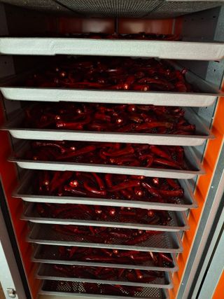 박덕남님의 고추 · 영농일지 작성글 사진