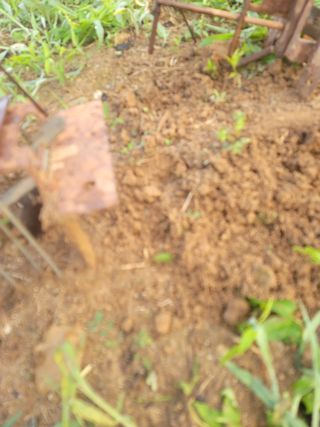 박치문님의 블루베리 · 영농일지 작성글 사진