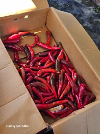 박용열조물주님 님의 고추 · 영농일지 작성글 사진