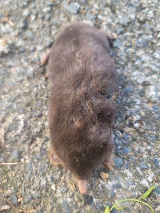 박치문님의 블루베리 · 영농일지 작성글 사진