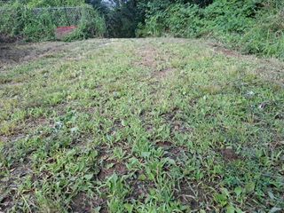 철남 김희곤님의 복숭아 · 영농일지 작성글 사진