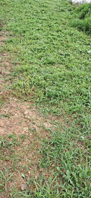 이복길님의 벼 · 영농일지 작성글 사진