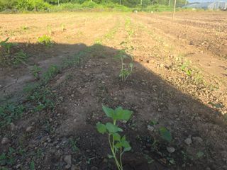 박정원님의 기타작물 · 영농일지 작성글 사진