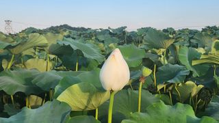 심지님의 기타작물 · 영농일지 작성글 사진