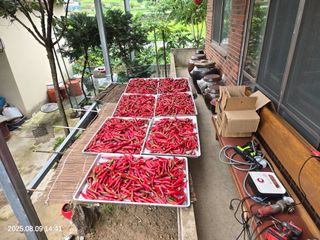 김동호님의 고추 · 영농일지 작성글 사진