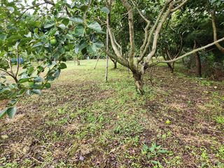 키다리님의 사과 · 영농일지 작성글 사진