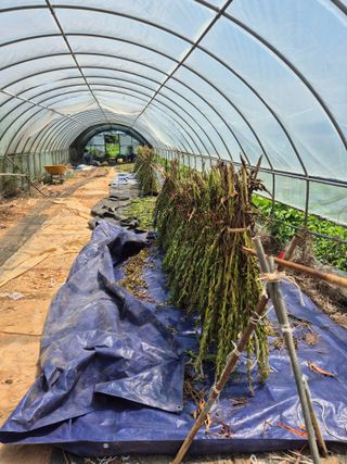 김기철님의 참깨 · 영농일지 작성글 사진