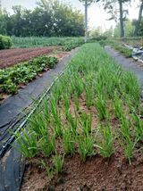 팜모닝 기타작물·영농일지 게시글 이미지