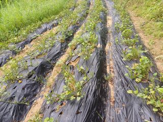 김진현님의 오이 · 영농일지 작성글 사진