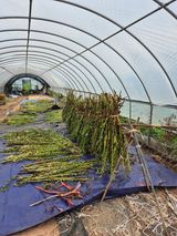 팜모닝 참깨·영농일지 게시글 이미지