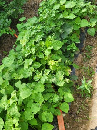 최병우님의 기타작물 · 영농일지 작성글 사진