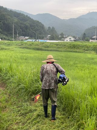 별@노래농장(정씨)님의 벼 · 영농일지 작성글 사진