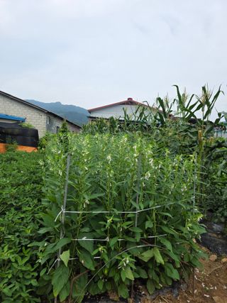 종덕님의 참깨 · 영농일지 작성글 사진