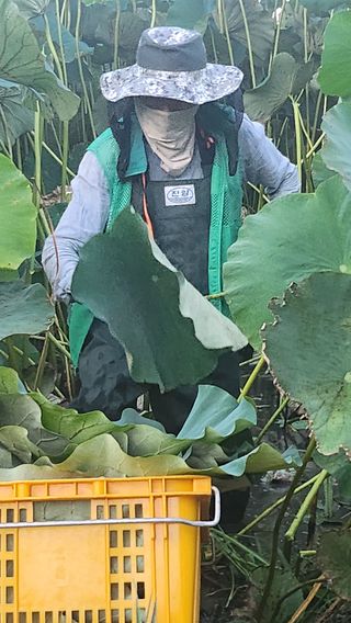 심지님의 기타작물 · 영농일지 작성글 사진