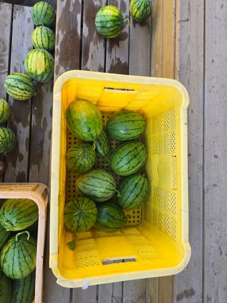 박정원님의 기타작물 · 영농일지 작성글 사진