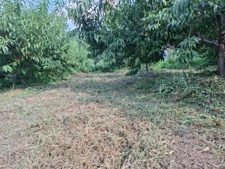 철남 김희곤님의 복숭아 · 영농일지 작성글 사진