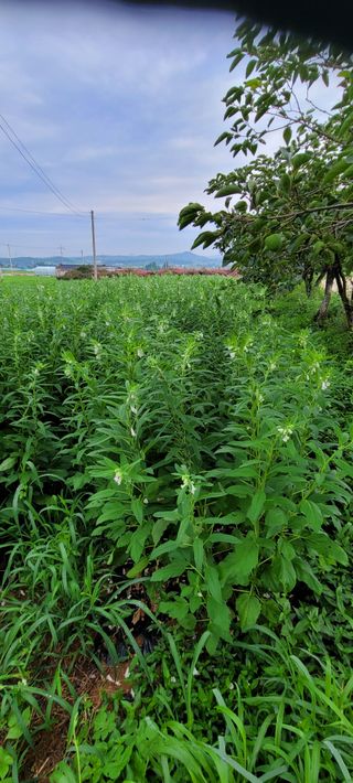 김동제님의 참깨 · 영농일지 작성글 사진