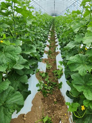 김저팔계님의 기타작물 · 영농일지 작성글 사진