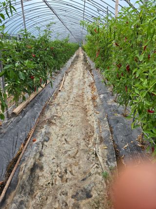 친환경아줌아님의 고추 · 영농일지 작성글 사진