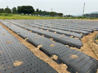 정명진님의 파 · 영농일지 작성글 사진