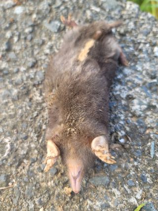 박치문님의 블루베리 · 영농일지 작성글 사진