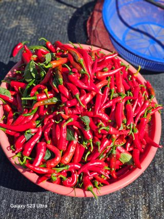 박용열조물주님 님의 고추 · 영농일지 작성글 사진