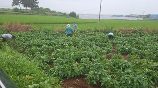 오이15788님의 콩 · 영농일지 작성글 사진